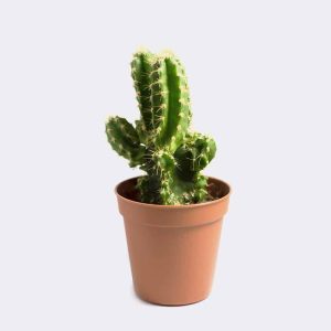 cactus1-free-img Mini San Pedro Cactus
