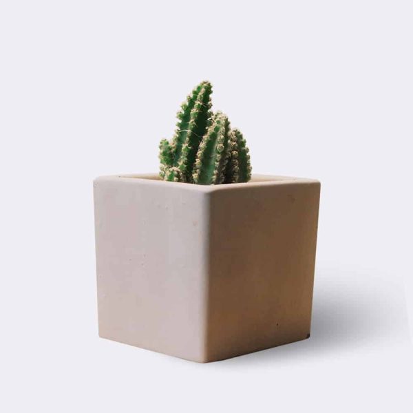 cactus2-free-img Cleistocactus