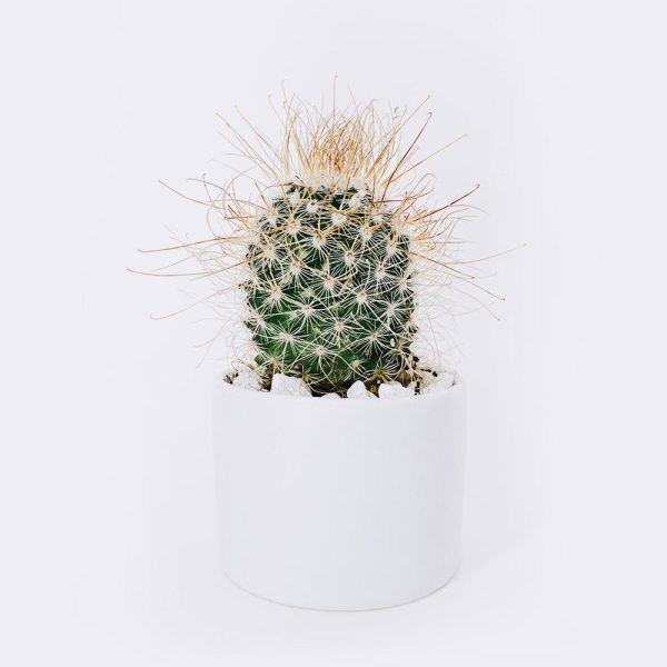 cactus3-free-img Ball Cactus