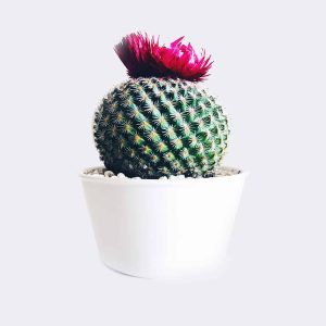 cactus4-free-img Old Lady Cactus