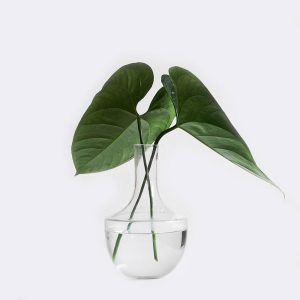plant1-free-img Money Plant