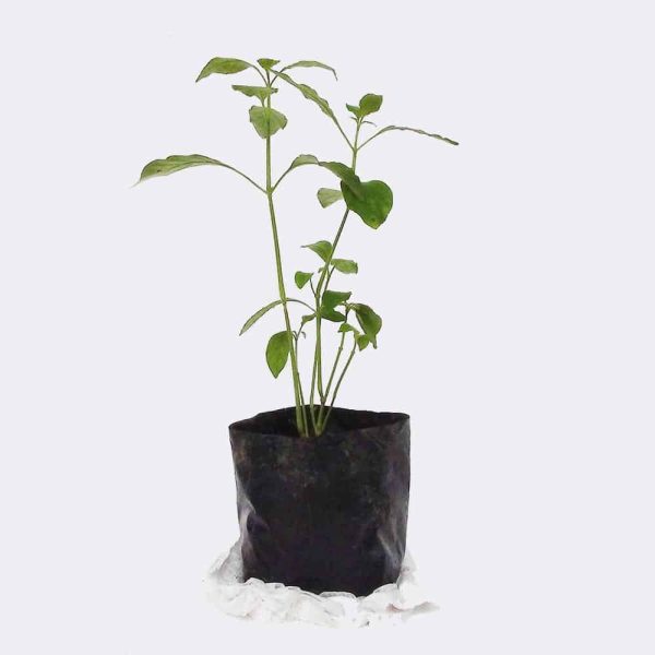 plant2-free-img Aluminum Plant