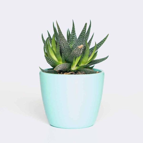 plant6-free-img Rattle Snake Tail